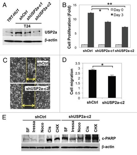 Figure 3 USP2a knockdown by shRNA suppressed oncogenesis. (A) Verification of USP2a gene silencing by stable transfection of T24 cells using two kinds of shUSP2a. USP2a expression level in two engineered cells, shUSP2a-c1 and shUSP2a-c2, was analyzed by western blotting. Control shRNA (shCtrl) was used as negative control. (B) Proliferation of two USP2a-knockdown cell lines was compared with control cells. (C) Wound-healing assay to assess migratory capability of USP2a loss shUSP2a-c2 and control cells. (D) Quantitative analysis using invasion chamber kit of cell migration in USP2a loss cells. (E) USP2a-knockdown cells are more susceptible to apoptotic inducers including a chemotherapeutic drug, cisplatin. Stably engineered cell lines were treated with the indicated reagents (see the Materials and Methods), and protein extracts were applied for western blotting with anti-c-PARP antibody. Asterisks indicate p < 0.05.