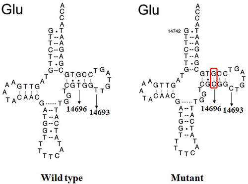 Figure 3 Secondary structure of tRNAGlu gene with and without the m.A14693G and m.A14696G mutations.
