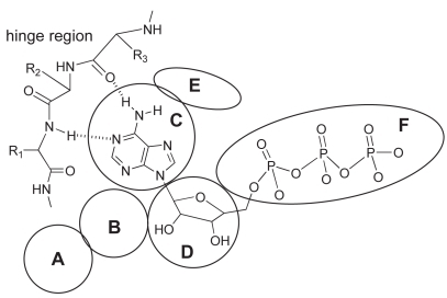 Figure 4 Schematic representation of general binding mode of ATP; interactions with specific segments of protein kinases: A) solvent accessible region, B) hydrophobic region II, C) adenine-binding region, D) sugar pocket, E) hydrophobic region I, F) phosphate-binding region.