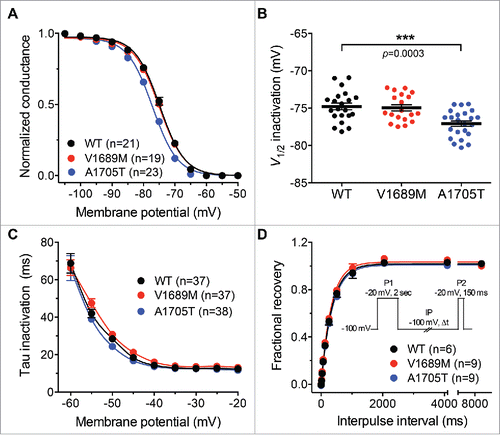 Figure 4. Inactivation properties of ALS-associated hCav3.2 variants. (A) Mean normalized voltage-dependence of steady state inactivation for wild-type hCav3.2 (black circles), V1689M (red circles), and A1705T channel variants (blue circles). (B) Corresponding mean half-steady-state inactivation potentials. (C) Time constant of current activation for WT and ALS-associated hCav3.2 mutants. (D) Recovery from short-term inactivation according to a 2-paired-pulse protocol, shown in inset.