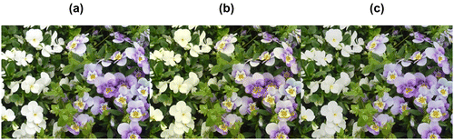 Figure 2. Screen images from the tablet device with and without large-scale integration (LSI) for blue-light control. (a) Original screen image without LSI for blue-light control; (b) Screen image with LSI for blue-light reduction only; (c) Screen image with LSI for blue-light reduction and color control. Note the display is yellowish with blue-light reduction only whereas the image is acceptable with color control by LSI.