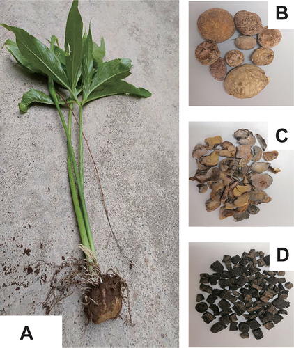 Figure 1 Pictures of AR plant (A), CAR (B), ARP (C) and ACB (D).