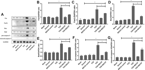 Figure 5 Protein levels of Fas, Fas/L, Bax, Bad, pro-caspase-3 and cleaved- caspase-3. (A) showed the Western blot results of renal Fas, Fas/L, Bax, Bad, pro-caspase-3 and cleaved- caspase-3. (B–G) showed the optical density values of Fas, Fas/L, Bax, Bad, pro-caspase-3 and cleaved- caspase-3, respectively. Compared to solvent control group, Fas, Fas/L, Bax, Bad, pro-caspase-3 and cleaved- caspase-3 protein levels were significantly increased in TCE sensitized positive group (P<0.05). But BQ123 downregulated them in TCE+BQ123 sensitized positive group compared to TCE sensitized positive group (P<0.05). *P<0.05.