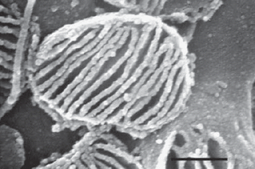 Figure 4. Mouse adipose organ: anterior subcutaneous depot, interscapular area. High-resolution scanning electron microscopy of a cytoplasm of brown adipocyte. 3D aspect of the classic mitochondria. Note the laminar cristae. Bar = 0.4 μm.