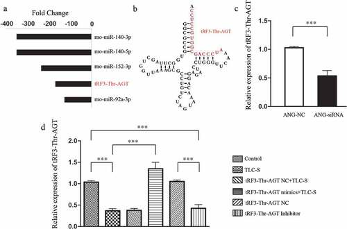 Figure 8. The expression of tRF3-Thr-AGT in PAITA and RNA intervention. a, The fold change of tRF3-Thr-AGT in PAITA. b, The sequence and location of tRF3-Thr-AGT in tRNA. c, Verification of tRF3-Thr-AGT source. d, The expression of tRF3-Thr-AGT in each group after RNA intervention. ***P < 0.001.