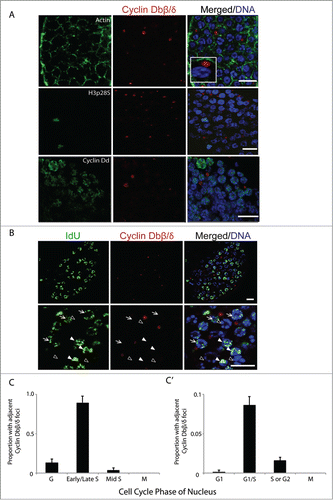 Figure 3. Cyclin Dbβ/δ cytoplasmic foci and the G1/S transition in germline nuclei. (A) Immunostaining of mitotic germline nuclei with antibodies specific to C-terminal regions of Cyclin Db splice variants β/δ. Cyclin Dbβ/δ were present as foci in the syncytial germline cytoplasm adjacent to nuclei. These foci were not observed adjacent to nuclei in M-phase (H3pS28 staining) and were also not preferentially associated with nuclei staining most intensely for Cyclin Dd (n = 10 animals). Inset depicts magnification of a cytoplasmic Cyclin Dbβ/δ focus adjacent to a nucleus. (B) Cytoplasmic foci of Cyclin Dbβ/δ were adjacent to nuclei with low amounts of IdU incorporation (arrows) but were not adjacent to nuclei with no IdU incorporation (G-phase; empty arrowheads) or nuclei with large amounts of IdU incorporation (filled arrowheads). (C) Cyclin Dbβ/δ foci were selected (n = 10 animals; 1000 foci) and the cell cycle phase of the closest nucleus was assessed based on extent of IdU incorporation and H3pS28 staining. (C') Reciprocally, nuclei in G1 (no incorporation of IdU, Cyclin Dd staining), G1/S (weak incorporation of IdU, weak Cyclin Dd staining) S or G2 (increased IdU staining, no Cyclin Dd staining) or M (H3pS28 staining) were selected (n = 10 animals; 900 nuclei) and assessed for the presence or absence of adjacent Cyclin Dbβ/δ foci. Error bars indicate standard errors. Scale bars = 10 µm.