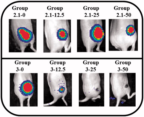 Figure 1. Representative xenogen images 2 d after AuNRs-mediated LA. All images generated using the same pseudocolour scale.