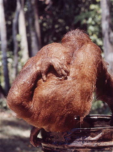 Figure 32. Young male orangutan scratching his back with his foot (photograph for Time-Life, March 28, 1969 by Co Rentmeester, with kind permission).