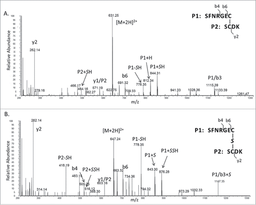 Figure 3. (A) MS/MS spectrum of the inter-chain disulfide bonded peptides. (B) MS/MS spectrum of the inter-chain trisulfide bonded peptides. (Note: P1 and P2 refer to the 2 peptides; Sulfur atom (S) is italic to differentiate from serine (S); Fragment ion “y1/P2” represents y1 of P1 linked with P2 and so on)