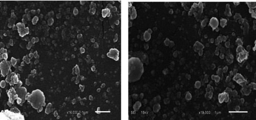 Figure 10 SEM images of rifampicin conjugated silver (Rif-Ag) nanoparticles.