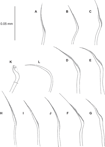 Figure 6. Uncispio hartmanae, holotype (LACM-AHF Poly 1365). (A) Notochaeta, chaetiger 6; (B,C) chaetiger 2, upper, mid neurochaeta; (D,E) chaetiger 3, upper, mid neurochaeta; (F,G) chaetiger 4, upper, mid neurochaeta; (H,I) chaetiger 5, upper, mid neurochaeta; (J) chaetiger 6, mid neurochaeta; (K) bidentate hook, chaetiger 10; (L) smooth neurochaeta, chaetiger 10.
