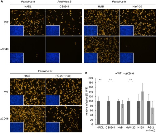 Figure 3. Impact of CD46-deficiency on entry of Pestivirus H and Pestivirus G strains. (A) MDBK wild type (WT) and MDBK CD46-knockout (ΔCD46) cells were infected with BVDV-1 strain NADL, BVDV-2 strain CS8644, HoBi-like pestivirus strains HoBi and HaVi-20, and giraffe pestivirus strains H138 and PG-2 for 16 h. Partially cell-culture-adapted PG-2 was pre-incubated with heparin (+ Hep) to block binding to heparan sulfate. Immunofluorescence staining of pestivirus non-structural protein NS3 was performed using mab C16 in combination with secondary mab Cy3-AffiniPure goat anti-mouse IgG (orange). Nuclei were stained with DAPI (blue) to visualize the presence of confluent cell monolayers (small pictures in lower left corners). (B) Infections were quantified by pixel counting using the ImageJ software. Bars represent mean values from five pictures per well. Standard deviations are indicated. Infections of MDBK WT cells were set as 100% and infections of MDBKΔCD46 cells were put in relation. Significance was calculated using a permutation test (**p < 0.01).