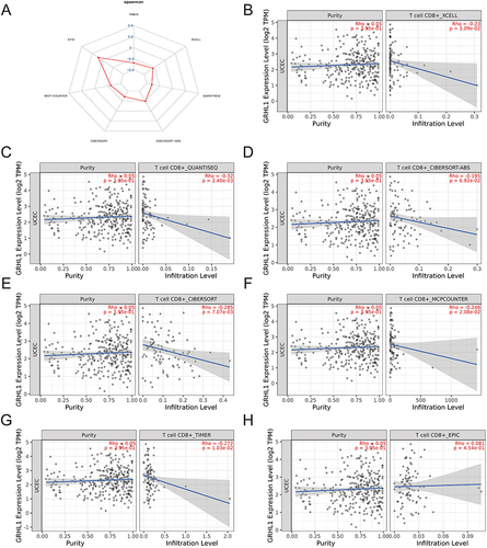 Figure 5 Investigation of the relationship between GRHL1 expression and CD8+ T cells. (A) Radar plot of correlation analysis between GRHL1 expression and CD8+ T cells. (B–H) Seven immunological algorithms were utilized to investigate the link between GRHL1 expression and CD8+ T cells: XCELL (B), QUANTISEQ (C), CIBERSORT−ABS (D), CIBERSORT (E), MCP−COUNTER (F), TIMER (G) and EPIC algorithms (H).