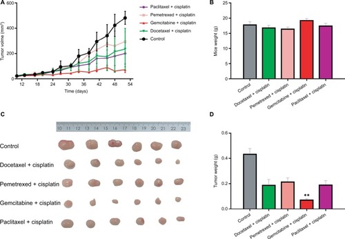 Figure 4 Drug sensitivity assay of PDX model with the corresponding squamous cancer patient.Notes: (A) Growth curves of transplanted tumor in five groups of mice. (B) Body weight comparison in five groups of mice. (C) Tumor weight comparison in five groups of mice. (D) Columnar diagram of tumor weight in five groups of mice. **P<0.01.Abbreviation: PDX, patient-derived tumor xenografts.