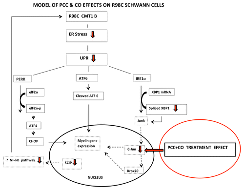 Figure 1. Model of PCC and CO effects on R98C Schwann cells. We propose that PCC or CO treatment promotes a myelinating phenotype in Schwann cells by decreasing the expression of transcription factors c-Jun or SCIP that inhibit myelination when upregulated.
