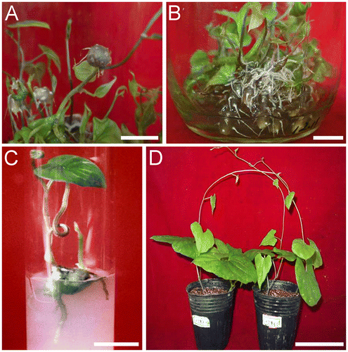 Fig. 1. Microtuber formation in plantlet cultures of D. opposita cv. No. B.Notes: (A) Aerial microtubers that formed above the surface of the liquid medium. (B) Basal microtubers that formed under the surface of the liquid medium. (C) In vitro sprouted microtuber after transfer into culture tubes for 20 days. (D) Plant produced from microtubers after being sown in soil for approximately two months. Bars = 1 cm in A–C. Bar = 10 cm in D.