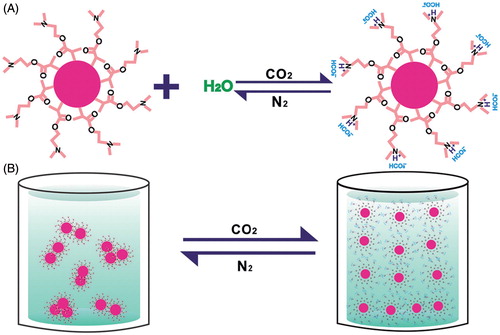 Figure 7. Schematic illustration of (A) Reactions of side chains of PDMAEMA on nanoparticles’ surface upon CO2 and N2 bubbling; (B) dispersion of nanoparticles in the presence/absence of CO2 (Reprinted from Ref. [Citation98] Copyright 2013, with permission from Elsevier.)