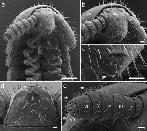 Figure 11. Siphonethus coxaespinosus sp. nov. (NZAC03038955) from New Zealand, male, SEM images. (a) Anterior body, ventral view. (b) Head, frontal view. (c) Detail of labrum. (d) Gnathochilarium, ventral view. (e) Antennae. Scale: a = 100 µm, b, c, e  = 20 µm, d = 10 µm. Abbreviations: I-VII = antennomere 1-7, ac = apical cones, at = antennae; co = collum, gn = gnathochilarium, in = incision of labrum, la = labrum, ms = macrosetae, om = ommatidia sb = sensilla basiconica.