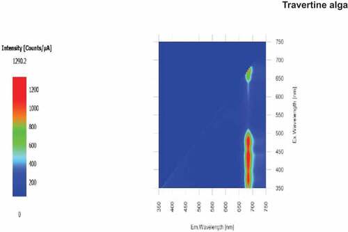 Figure 8. 2D EEM in vivo emission/fluorescence scan on the Chlorococcum travertine alga. The fluorescence (EM) peak is at about 690 nm and is from the absorption peak located at about 435 nm (Chl a) and the fluorescence from the large amounts of carotenoids at about 450 to 520 nm (Figs 1 & 2). There is substantially no fluorescence from wavelengths between 520 nm and about 640 nm. Florescence from the in vivo Chl a red absorption band at 675 nm is not conspicuous compared with the Chl a blue band and the carotenoids.