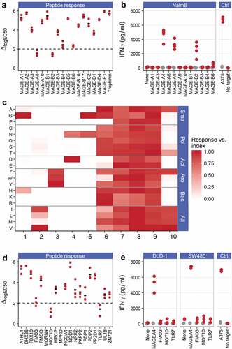 Figure 4. ADP-A2M4 do not display relevant off-target peptide cross-reactivities. (a) ADP-A2M4 respond to MAGE-A8 and MAGE-B2 peptides and less strongly to MAGE-B4 and MAGE-B6 peptides. Data show the shift in logEC50 (ΔlogEC50) from index peptide when ADP-A2M4 were challenged with the peptides of interest. Each point shows the ΔlogEC50 for a single T-cell product (three T cell products tested); black bar indicates geometric mean. Y-axis truncated at 6 to exclude peptides with very weak responses where quantification of response is not reliable. Dashed line: logΔEC50 = 2. (b) ADP-A2M4 respond to Nalm6 cells transduced to express MAGE-A4, MAGE-A8, and MAGE-B2, but not other MAGE proteins. Points show IFNγ release from ADP-A2M4 (red points) and non-transduced cells (gray points), as determined by cell-ELISA. Each point reflects the average response of a single T-cell product in multiple independent experiments (three T cell products tested). (c) X-scan data show that the ADP-A2M4 TCR displays highly asymmetric specificity, with specific reactivity toward the N-terminal half of the index peptide, and promiscuous recognition of peptides containing substitutions within the C-terminal half of the peptide. Data show the response of three T-cell products toward indicated substitutions as fraction of response to MAGE-A4231-240. Substitutions divided by physicochemical properties: Sma: small; Pol: polar; Aci: acidic; Aro: aromatic; Bas: basic; Ali: aliphatic. (d) ADP-A2M4 respond to FMO3, MOT10, and TLR7-derived peptides. Data show ΔlogEC50 from index peptide when ADP-A2M4 were challenged with the peptides of interest. Each point shows the logΔEC50 for a single T-cell product (three T cell products tested); black bar indicates geometric mean. Y-axis truncated at 6 to exclude peptides with very weak responses where quantification of peptide response is not reliable. Dashed line: logΔEC50 = 2. (e) ADP-A2M4 do not respond to DLD-1 or SW480 cells transfected to express FMO3, MOT10, or TLR7 proteins. Points show IFNγ release from ADP-A2M4 (red points) and non-transduced cells (gray points), as determined by cell-ELISA. Each point reflects the average response of a single T-cell product in multiple independent experiments (three T cell products tested)