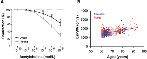 Figure 2 Functional shift with increased ages. (A) Endothelium-dependent vascular relaxation induced by acetylcholine for the artery rings from young and old man. The cumulative concentration response curves were recorded, and statistical significance was indicated with asterisks (*). (B) brachial-ankle pulse wave velocity (baPWV) was measured in men (red) and women (blue) at ages from 60 to 95 years. The baPWV is increased with ages but not different between genders.