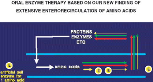 Figure 6. Our new finding that there is an extensive recirculation of amino acids between the body and the intestine. Pancreatic, gastric, intestinal, and other secretions from the body contains a large amount of protein, peptides, and other sources of amino acids. These are digested in the intestine into amino acids that are reabsorbed into the body. Artificial cells containing one enzyme to break down one amino acid can thus break the recirculation for this particular amino acid resulting in decreasing its concentration in the body.