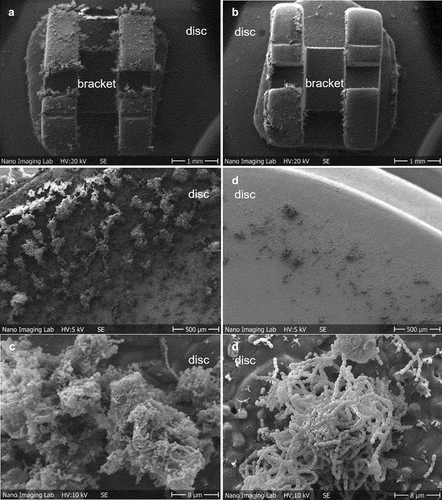 Figure 2.  Representative SEM images of the biofilm-coated HA discs after 48 h of anaerobic incubation in the flow chamber. S. mutans monoculture biofilm (negative control) formed on HA discs with brackets (a) and without brackets (c). S. salivarius M18 and S. mutans mixed biofilm formed on HA discs with (b) and without bonded orthodontic brackets (d) after 48 h of co-cultivation. For biofilm on HA discs with brackets, images were taken at x20. For biofilm on HA discs without brackets, images were taken at x50 and x3000.