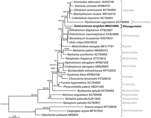 Figure 1. Maximum-likelihood (ML) tree inferred from the amino acid sequences of 32 mitochondrial genes with JTT + G + F parameters in MEGA7. ML and NJ trees were constructed using 1000 bootstrap replicates. Bootstrap values above 80 and 50 are shown on the branches of the ML and NJ trees, respectively.