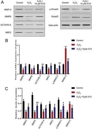 Figure 5. The effect of ATX treatment on HTR-8/SVneo cells function exposed to oxidative stress. (A) Real-time PCR was used to measure the expression of MMP-2, MMP-9, NRF2 and Smad3. (B) Western blot analysis was applied to assess the expression of MMP-2, MMP-9, NRF2, p-Smad3 and Smad3. Compared with control group: **P < 0.01; ***P < 0.001. Compared with H2O2 group: #P < 0.05; ##P < 0.01. MMP-2: matrix metalloproteinase-2; MMP-9: matrix metalloproteinase-9; NRF2: nuclear factor erythroid 2-related factor 2; p-Smad3: phosphor-mothers against decapentaplegic homolog 3; Smad3: mothers against decapentaplegic homolog 3