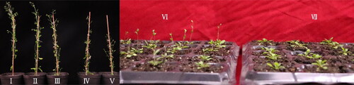 Figure 5. Growth of BrcSOC1 transgenic A. thaliana plants.Note: The left picture shows T1 OE-BrcSOC1 generation transgenic plants. I, II, and III: Transgenic plants. IV and V: Wild-type Col. The right picture shows T2 OE-BrcSOC1 generation transgenic plants. VI: Transgenic plants. VII: Wild-type Col
