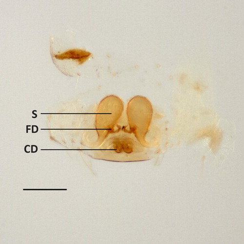 Figure 5. Coleosoma octomaculatum female internal genitalia, dorsal view. CD, copulatory duct; FD, fertilisation duct; S, spermatheca. Scale bar = 0.1 mm.