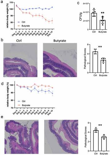 Figure 6. Butyrate inhibits intestinal inflammation in mice. (a) Mice were orally treated with C.rodentium (5 × 108 CFU/mice) and treated with or without butyrate (200 mM) in drinking water for 10 days. Monitored mice weight every day. (b) Colonic histopathology was analyzed when mice were sacrificed on day 10. (c) Collected the feces and measured the CFU on day 4. (d) Mice were administrated with 2% DSS in drinking water for 7 days and switched to untreated water for another 3 days. Treated with or without butyrate (200 mM) in drinking water for 10 days, and mouse weights were monitored daily. (e) Histopathological change and histological score in of colon in mice colitis models. **p < 0.01. CFU, Colony forming unit; DSS, Dextran sulfate sodium