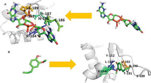 Figure 8. Molecular docking analysis of sarA with (a) eugenol and (b) c-di-GMP.