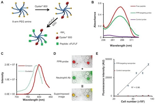 Figure 1 Fabrication and characterization of formyl peptide receptor-targeting nanoprobes and in vitro study to assess the specificity of formyl peptide receptor-targeting nanoprobes to activated neutrophils. (A) Schematic illustration of formyl peptide receptor-targeting nanoprobes. (B) Absorbance measurements of peptides, formyl peptide receptor-targeting nanoprobes, and control nanoprobes. (C) Excitation and emission spectra of formyl peptide receptor-targeting nanoprobe. (D) Fluorescence microscopy images of activated neutrophils incubated with formyl peptide receptor-targeting nanoprobe (red color) and neutrophil-specific antibody (green color) and their superimposed image. (E) Correlation between neutrophil numbers and neutrophil-associated fluorescence intensities following incubation with either formyl peptide receptor-targeting nanoprobe or control probe.Abbreviations: cFLFLF, cinnamoyl-Phe-(D)Leu-Phe-(D)Leu-Phe; EDC, 1-Ethyl-3-(3-(dimethylaminopropyl)carbodiimide; FPR, formyl peptide receptor; NH2, amine; PEG, polyethylene glycol; R2, correlation coefficient.