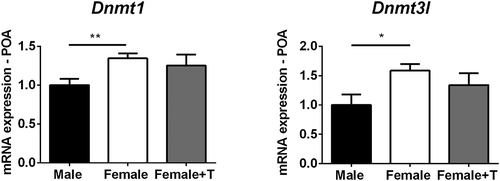 Figure 4. Females have higher expression of Dnmt1 and Dnmt3l in the preoptic area of the hypothalamus (POA) at postnatal day (P) 7. Dnmt1 expression in females treated with testosterone was intermediate and not significantly different from that of control males or females. *P < 0.05. Data are mean ± SEM. N = 5 vehicle females, N = 7 males and females + testosterone.