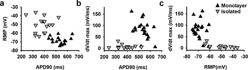 Figure 4. Correlation between RMP, AP duration and upstroke velocity properties in monolayer and isolated hSC-CMs. (a) The RMP of monolayer cells (black triangles) and isolated cells (inverted gray triangles) are plotted against their respective APD90. It is observed that the RMP in monolayer cells is more hyperpolarised compared to the isolated cells and they have a lower variability in APD90 values. Each dot represents the mean of 5 AP´s recorded within one cell. (b) Plot shows the relation between maximum upstroke velocity (mV/ms), obtained by taking the maximum of the first differential of the depolarization phase of the AP, and APD90 (ms). (c) Maximum upstroke velocity is plotted against the respective RMP. Note that when the RMP is more depolarized than −60 mV no adequate upstroke velocity was obtained