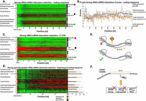 Figure 2. Selection for and against strong rRNA-mRNA interactions in the coding and 3ʹUTR regions. (a) The positions with selection for or against strong rRNA-mRNA interaction in the first 400 nt of coding regions. Each row represents a bacterium, the rows clustered by phyla, and each column is a position in the transcripts of the analysed organisms. Red/green indicates a position with significant selection for/against strong rRNA-mRNA interactions compared to the null model, respectively (Materials and Methods section). Black indicates positions with no significant selection. Rightmost column: black represents bacteria for which the number of positions with significant selection against strong interactions was significantly higher than the null model. (b) Z-score for rRNA-mRNA interaction strength at the first 400 nucleotides of the coding regions in highly and lowly expressed genes in E. coli. Lower/higher Z-scores mean stronger/weaker rRNA-mRNA interactions than the null model, respectively. The bold black/red lines represent a 40-nucleotide moving average in highly/lowly expressed genes, respectively. (c) Positions with selection for or against strong rRNA-mRNA interaction strength in the 3ʹ UTR. Each row represents a bacterium. The rows are clustered by phyla, and each column is a position in the bacteria’s transcript. Red/green indicates a position with significant selection for/against strong rRNA-mRNA interactions relative to the null model, respectively (Materials and Methods section). Black indicates position with no significant selection. Rightmost column: black represents bacteria for which the number of significant positions with selection against strong interactions is significantly higher than in the null model. (d) The effect of strong rRNA-mRNA interactions in the coding region on translation elongation: such interactions can slow down ribosome movement and retard translation. (e) Positions with significant strong and intermediate rRNA-mRNA interaction distribution in the first 100 nt of the coding region. Each row represents a bacterium, the rows are clustered by phyla, and each column is a transcript position. Red/green indicates a position with significant selection for/against strong and intermediate rRNA-mRNA interactions compared to the null model, respectively (Materials and Methods section). Black indicates position with no significant selection. Bars at the right of the plot show: for each bacterium, we calculated in a sliding window of 40 nucleotides the number of positions with selection against strong and intermediate interactions. The bars represent the average number of windows at the beginning of the coding region that had more selection against strong and intermediate interactions than the rest of the transcript, averaged by phylum. Lines extending from bars represent standard deviations (the signal’s periodicity is related to the genetic code). (f) An illustration of our model: strong and intermediate interactions at the first 25 nucleotides can be deleterious and can promote initiation from erroneous positions