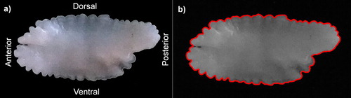 Figure 2. Distal face of a left sagittal otolith of ling. (a) original image (b) image processed by ShapeR with the modelled contour as a red line.