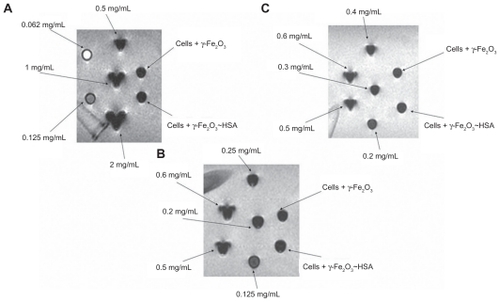 Figure 1 Gradient-echo magnetic resonance images of pellets prepared from 9L cells incubated with 0.2 mg/mL γ-Fe2O3 and γ-Fe2O3~HSA and calibration vials containing free maghemite nanoparticles at concentrations ranging from 0.06 mg/mL to 6.0 mg/mL. The magnetic resonance imaging shows that both pellets consisted of 0.2 ± 0.075 mg/mL γ-Fe2O3.