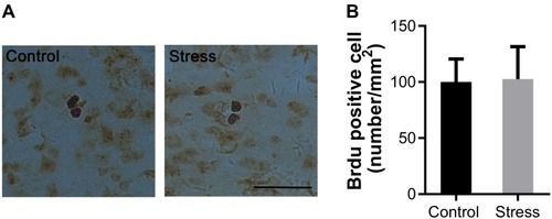 Figure 3 Effects of intermittent social defeat stress on the number of bromodeoxyuridine (BrdU) positive cells.