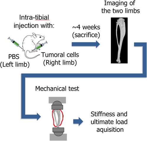 Figure 1. Experimental protocol.