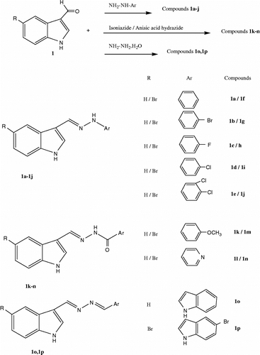 Scheme 2.  Synthesised melatonin analogue indole hydrazide/hydrazone derivatives