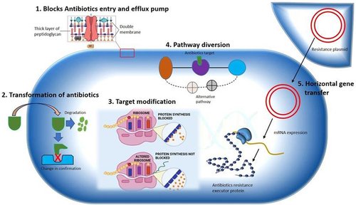 Figure 1 Multiple resistance mechanism of bacteria to MDR pathogen.