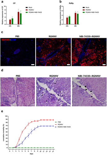 Figure 5. CXCR3.2 have effect on virus replication and brain tissue damage in fish. (a and b) the expression of virus gene (CP and RdRp) in PBS, RGNNV, and NBI-74330+RGNNV treatment grouper (n = 5). (c) Representative RGNNV fluorescent situ hybridization (FISH) staining of brain sections from fish injected with the PBS, RGNNV and NBI-74330+rgnnv (n = 3). Scale bar: 50 µm. (d) the brain histology when injected with RGNNV and RGNNV+NBI-74330. The black arrowhead indicates vacuoles. Scale bar: 25 µm. (e) Values indicate the cumulative mortality in each group of the orange-spotted groupers during the 14-day experimental period after different injection treatments (PBS, RGNNV, or RGNNV+ NBI-74330).