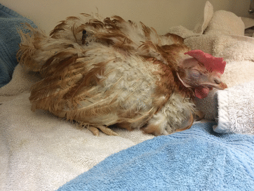 The difficulty in this photo is differentiating between pain and anaesthetic recovery. This is an ex- battery hen post right femoral fracture repair surgery. However given that chickens rarely show outward signs of pain and do their best to pretend they are normal, and this bird had been extubated two hours prior to this photo and was minimally responsive to stimulus, the decision was to increase the frequency of the analgesia post op.