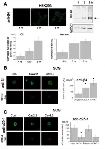 Figure 7. Changes in accessory subunits upon heterologous expression of CaV2 channels. (A), Quantification of subunit expression using ICC compared to western blotting. Upper left, images showing anti-β4 in HEK293 cells transfected with β4 for 4, 6, and 8 hours, as indicated (see methods for details). Upper right, immunoblot showing anti-β4 staining of HEK cell lysates at 4, 6 and 8 hours post transfection. GAPDH loading controls are also shown below. Lower, Quantification of HEK cell fluorescence (left) and western blot density (right) from HEK cells as in Upper. (B) left, Images showing anti-β4 fluorescence in SCG neurons expressing the indicated CaV2 subunit. Right, upper, anti-β4 specificity controls showing western blots of HEK cell lysates from cells transfected with the indicated β subunit, or no transfection, as indicated. Lower, quantification of ICC data, as in left panel, for control SCG neurons (“uninjected”) or expressing CaV2.2 or CaV2.3, as indicated. (C), left, Images showing anti-α2δ-1 fluorescence in SCG neurons expressing the indicated CaV2 subunit. Nuclear ds-Red fluorescence is also shown, as an indicator of successfully injected cells. Right, quantification of ICC data, as in left panel, for control SCG neurons (“uninjected”) or expressing CaV2.2 or CaV2.3, as indicated. * indicates p < 0.05, vs. control uninjected cells.