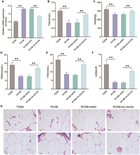 Figure 6 Knocking down Grin3a reverses the role of RYGB in reducing insulin resistance and fat accumulation in T2DM rats. (A) The expression level of Grin3a in arcuate nucleus of rats was detected by qRT-PCR; (B) Body weight of rats; (C) The FBG levels of rats were measured by blood glucose meter; (D) The FSI levels of rats in each group were checked by kits; (E) HOMA-IR of rats; (F) TG kit to test the level of TG in plasma of rats; (G) The WAT of rats in each group was observed by H&E staining, red arrows represent adipocyte. **P < 0.01.