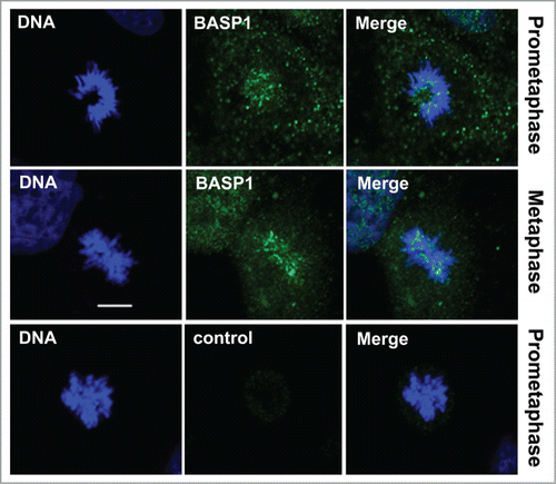 Figure 3. BASP1 colocalizes with metaphase chromosomes. Immunofluorescence analysis was carried out in WiT49 cells with anti-BASP1 antibodies at the prometaphase and metaphase stages of mitosis. Anti-GST antibody was used as a negative control. DNA was stained with Hoechst. Scale bar is 10 microns.