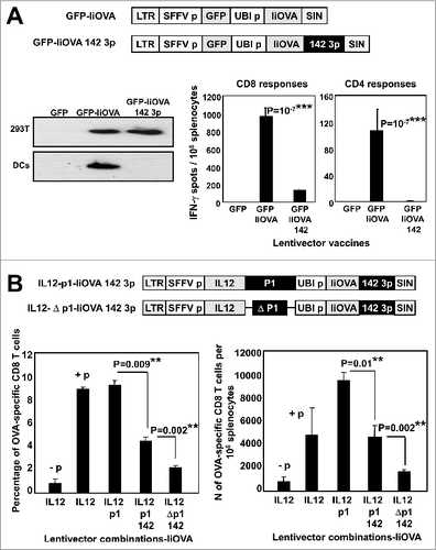 Figure 3. Local delivery of a PD-L1-targeted shRNA particularly to immune cells amplifies T-cell responses. (A) GFP-IiOVA lentivectors lacking or containing the miR-142-3p target sequence (as indicated) downstream of the IiOVA gene. Immunoblot shows IiOVA expression detected with an HA (haemagglutinin tag) antibody in 293T and bone marrow-derived dendritic cells (BM-DCs) transduced with the indicated lentivectors. Right; OVA-specific CD8+ and CD4+ responses quantified as a percentage of splenocytes from lentivector immunized mice (n=10 per group) as measured by IFNγ ELISPOT; bars indicate the mean ± S.D. Statistical comparisons were performed by one-way ANOVA; experiments performed in triplicates with similar results achieved. (B) Top, lentivectors containing the miR-142-3p targeting sequence in a IL12-p1-IiOVA backbone, with (p1) or without (Δp1) PD-L1 shRNA. Mice (n = 5 per group) were subcutaneously vaccinated and CD8+ T cell responses evaluated after OVA peptide stimulation 2-weeks later. The left graph shows the fraction of OVA-specific T cells within the CD8+ T cell population, while the right graph shows total numbers of OVA-specific CD8+ T cells among splenocytes; absence (−p) or presence (+p) of OVA peptide stimulation. LTR, long-terminal repeat; SFFVp, spleen focus-forming promoter; UBIp, ubiquitin promoter; SIN, self-inactivating LTR. Relevant statistical comparisons are shown within the graphs, calculated by one-way ANOVA; experiment performed in duplicate with similar results achieved; * P < 0.05, ** P < 0.01, *** P < 0.001.