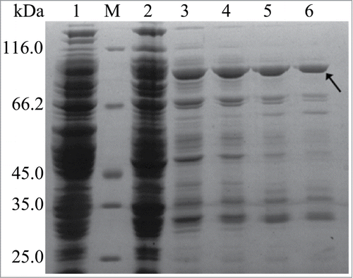 Figure 2. SDS-PAGE analysis of rInuAHJ7. Lanes: 1, cell extract from an induced transformant harboring the empty plasmid pEASY-E1; M, low-molecular weight marker; 2, crude rInuAHJ7; 3, 4, 5, and 6, rInuAHJ7 purified by Ni2+-NTA chelating affinity chromatography with imidazole gradient of 100, 200, 300, and 500 mM, respectively. The arrow indicates the band cut for MALDI-TOF MS analysis.